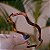 Tiara ondulada francesa Finestra tartaruga V2794EC - Imagem 2