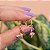 Brinco argolinha penduricalho borboleta zircônia colorida ouro semijoia XD 633 - Imagem 3
