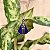 Colar Nossa Senhora  Aparecida esmaltada azul ródio semijoia MS 195 - Imagem 3