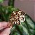 Bracelete flores zircônia ouro semijoia - Imagem 1