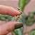 Broche pin mosca ouro semijoia - Imagem 2