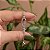 Pulseira gravatinha zircônia cristal ródio semijoia - Imagem 1