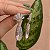 Brinco leque gota zircônia cristal ródio semijoia - Imagem 3