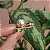 Presilha bico de pato metal dourado cristais roxo com pérola - Imagem 3