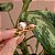 Presilha bico de pato metal dourado cristais topázio com pérola - Imagem 3