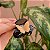 Piranha de cabelo acetato preto com borboleta nude - Imagem 1