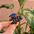 Piranha de cabelo acetato preto com borboleta tartaruga - Imagem 3