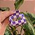 Piranha de cabelo acetato xadrez lilás - Imagem 2
