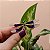 Broche magnético libélula esmaltada roxo - Imagem 1