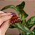 Piranha de cabelo francesa Finestra marrom listrado N341BSH - Imagem 1
