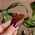 Piranha de cabelo francesa Finestra marrom listrado F22872BSH - Imagem 3