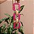 Cinto acrílico pink corrente metal dourado - Imagem 1