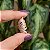 Piercing de encaixe folhas zircônia ouro semijoia BA 5058 - Imagem 1