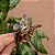Piranha de cabelo acetato borboleta tartaruga - Imagem 1