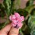 Anel Toni Barros ajustável flor cristais rosa ouro semijoia - Imagem 1