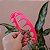 Tiara Bianca acrílico rosa neon 20 156 - Imagem 3