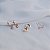 Kit 3 brincos estrelas zircônia ouro semijoia 26k08023 - Imagem 2