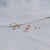 Kit 3 brincos estrelas zircônia ouro semijoia 26k08023 - Imagem 3