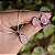 Colar e brinco gota pedra natural quartzo rosa ródio semijoia - Imagem 1