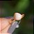Anel pedra natural amazonita bege gota ouro semijoia - Imagem 1