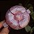 Presilha camélia acrílico madrepérola rosa - Imagem 1