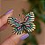 Broche magnético borboleta colorida m - Imagem 1