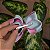 Presilha bico de pato infantil laço verde água com rosa - Imagem 3
