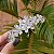 Tiara porta coque noiva cristais ródio semijoia - Imagem 1