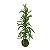 Pinheiro Kokedama - Imagem 1