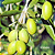 Oliveira " Azeitona" - Imagem 3