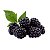 Amora Tupy ou Blackberry - Lindas Mudas - Imagem 1