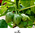 Tamarillo ou Tomate Árvore - Imagem 2