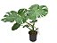 Monstera Deliciosa - Imagem 1