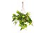 Philodendron Brasil - Imagem 1