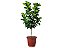 Ficus Lyrata: Formato Árvore - Imagem 1