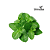 Menta - Imagem 1