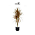 Dracena Tricolor P - Imagem 1