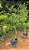 Acerola 2,00m - JÁ PRODUZ - Imagem 1