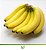 Banana Caturra  - Lindas Mudas - Imagem 1
