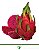 Pitaya Vermelha  - Estacas Enraizadas - Imagem 1