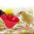 10x Bebedouro Automático Aves Galinha Frango Copinhos - Imagem 4