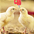 Kit 50 Bebedouro Automatico Galinha Frango Niple Bico - Imagem 6
