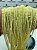 Fio Madreperola 3Mm Amarelo Claro - O Fio - Imagem 2