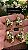 Pingente Joaninha Ouro - 01 Und - Imagem 1