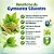 Gymnema Silvestre 500 mg – Equilíbrio Glicêmico e Apoio Natural ao Metabolismo de Açúcares - Imagem 2