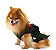 Fraque para Pet - Imagem 2