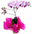 Orquídea Phalen Colorida - Imagem 2