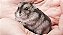 HAMSTER SÍRIO OU CHINÊS - Imagem 2