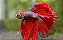 Peixe Betta - Imagem 1