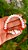 Pulseira Maria Navalha - Imagem 2